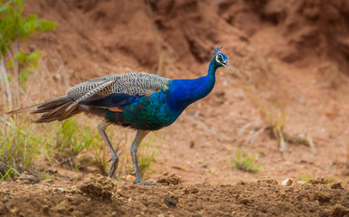 Male Indian peafowl (Pavo cristatus) walking down