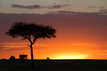 masai mara sunset