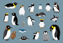 Various Penguins Cartoon Vector Illustration