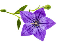 Purple Flower Of Platycodon (Platycodon Grandiflorus) Or Bellflo