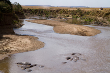 Canvas Print - mara river overview in the masai mara kenya