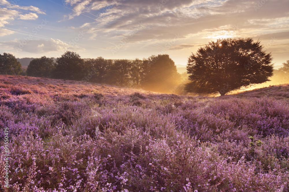 Blooming heather at sunrise, Posbank, The Netherlands - obrazy, fototapety, plakaty 
