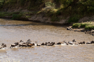 Canvas Print - masai mara crossing during the migration season