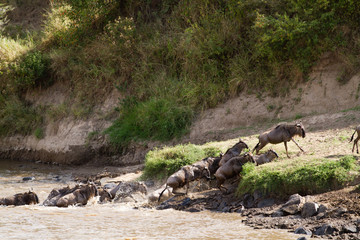 Canvas Print - migration crossing in the mara river in the masai mara reserve