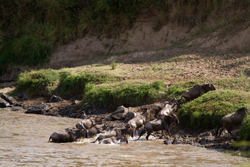 Canvas Print - masai mara crossing, 