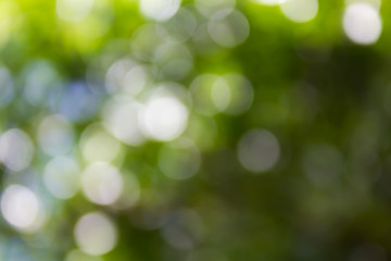 Wall Mural - natural tree bokeh for light  bokeh and green background
