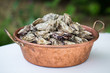 Fresh oysters lay in bucket