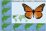 Fototapeta  - Monarch Butterfly Migration