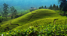 Tea Plantation In Up Country Near Nuwara Eliya, Sri Lanka