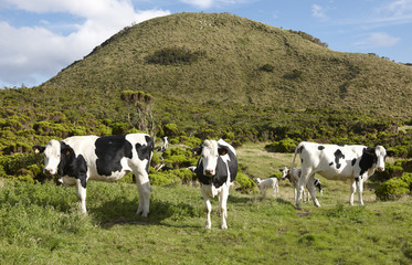 Wall Mural - Grazing cows in a meadow. Green landscape in Azores. Portugal