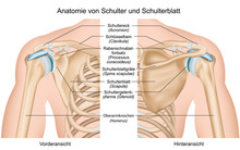 Anatomie Von Schulter Und Schulterblatt