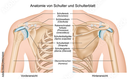 Naklejka na szybę Anatomie von Schulter und Schulterblatt