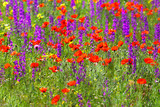 Fototapeta  - Meadow flowers. Background of a spring field.