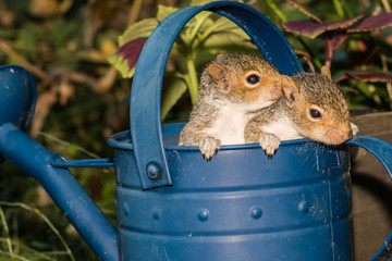 Wall Mural - Baby Gray Squirrels playing in a watering can.