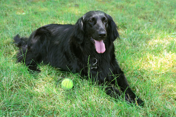 Wall Mural - Big black dog with ball over green grass background