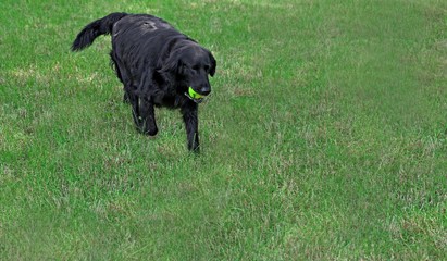 Wall Mural - Big black dog with ball over green grass background