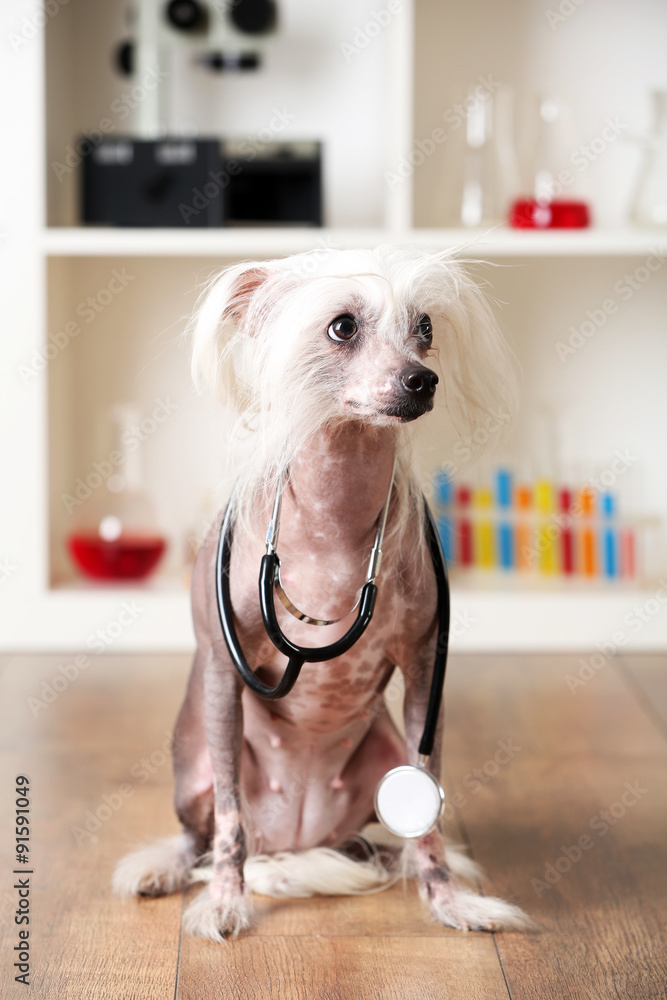 Hairless Chinese crested dog with stethoscope in laboratory
