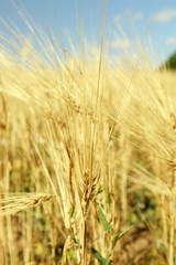 Poster - Beautiful summer field