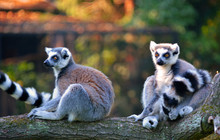 Two Adorable Lemurs Sit On A Tree And Look In Different Directions. The World Of Animals. Lemur's Gaze. Stock Photo.