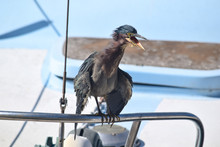 A Green Heron Sitting Screaming On A Boat.