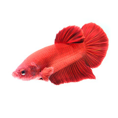 siamese fighting fish, betta splendens isolated on white backgro