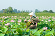 Farmers are harvesting the lotus in the field preparation for distribution, Mekong Delta, An Giang, VIetnam. A lotus for worship A symbol of purity and goodness in Buddhism.