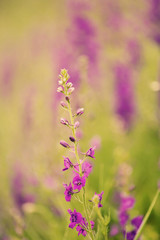 Wall Mural - Beautiful wild flowers with sunlight