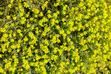 Small Yellow Flowers Background