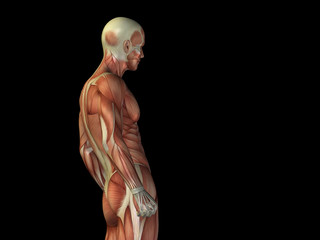 Conceptual human body anatomy on black