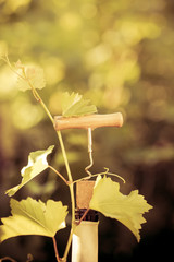 Wall Mural - Wine bottle and vine