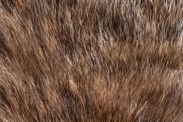 texture of the fur animal grey