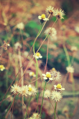 Wall Mural - Vintage photo of wild flower.