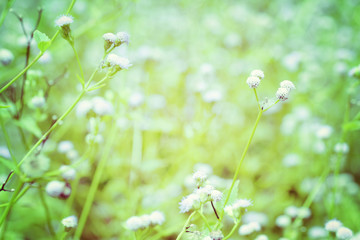 Wall Mural - wild flowers in vintage style.