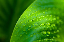 Background Of The Water Drops On A Green Leaf
