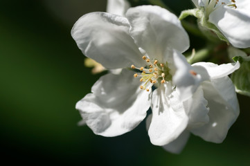 Wall Mural - background flower apple