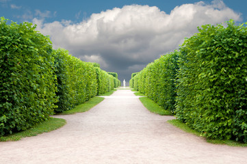 alley in the Park with exactly topiary trees