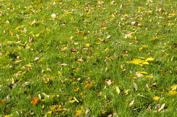 Wall Mural - background of yellow leaves on the grass in autumn