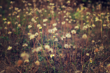 Wall Mural - Vintage photo of wild flower in sunset.