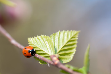 Wall Mural - ladybird crawling on a branch with a young birch leaves