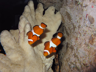 Clown fishes