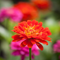 Wall Mural - flower garden