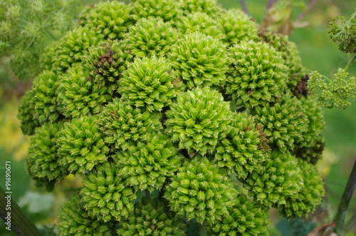 Photographie  Angélique, plante d'Islande