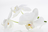Fototapeta Storczyk - White orchids, bauty, with reflection