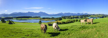 Grasende Kühe Am Forggensee Im Ostallgäu