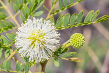 Faux Mimosa, Leucaena Leucocephala, Acacia, Cassia