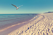 Baltic sea beach landscape with blue sea white sand and seagull