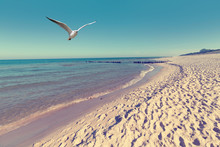 Baltic Sea Beach Landscape With Blue Sea White Sand And Seagull