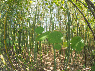 Poster - Bamboo tree