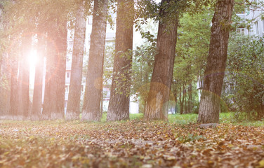 Poster - autumn park alley