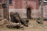 Fototapeta Zwierzęta - słoń